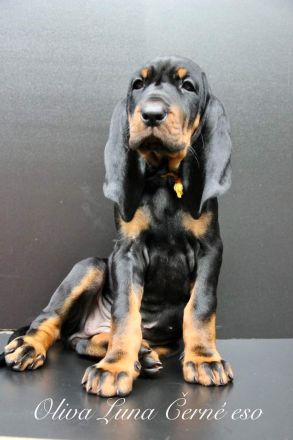 Black and Tan Coonhound-Welpen