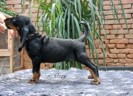 Black and Tan Coonhound-Welpen