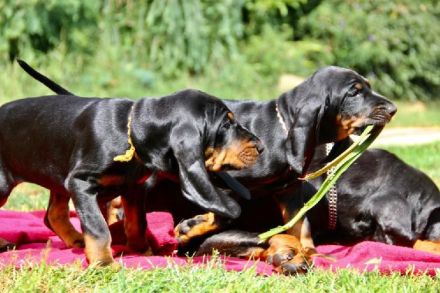 Black and Tan Coonhound-Welpen