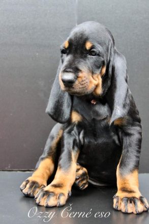 Black and Tan Coonhound-Welpen