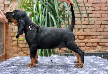 Black and Tan Coonhound-Welpen