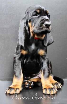 Black and Tan Coonhound-Welpen