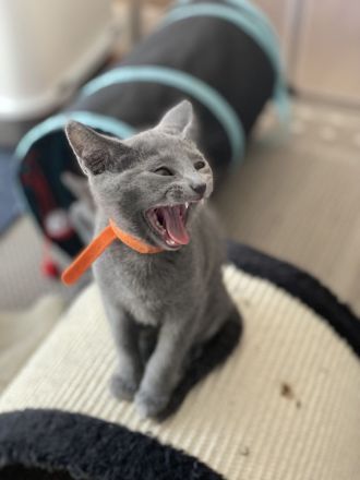 Reinrassige Russisch blau kitten