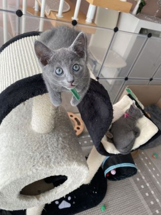 Reinrassige Russisch blau kitten