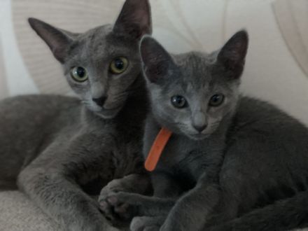 Reinrassige Russisch blau kitten