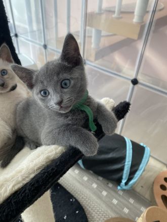 Reinrassige Russisch blau kitten