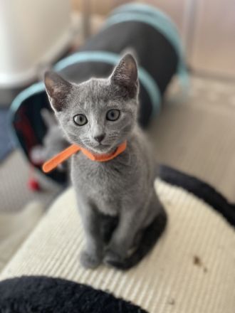 Reinrassige Russisch blau kitten