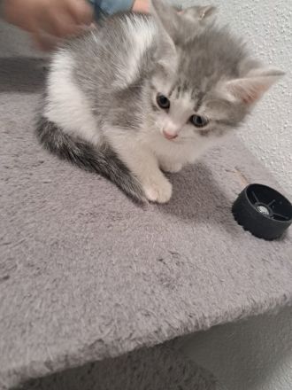 Britisch Kurzhaar Kitten