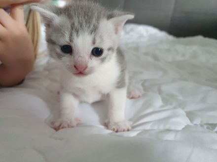 Britisch Kurzhaar Kitten