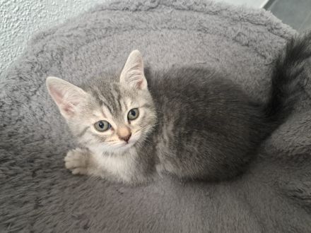 Britisch Kurzhaar Kitten