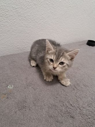 Britisch Kurzhaar Kitten