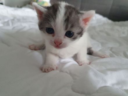 Britisch Kurzhaar Kitten