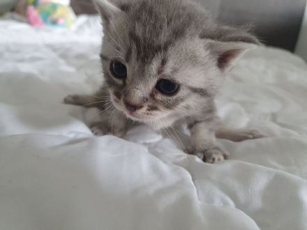 Britisch Kurzhaar Kitten