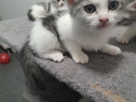 Britisch Kurzhaar Kitten