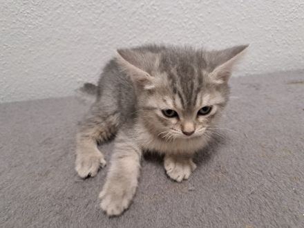 Britisch Kurzhaar Kitten