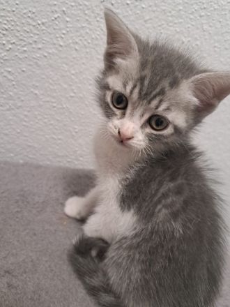 Britisch Kurzhaar Kitten