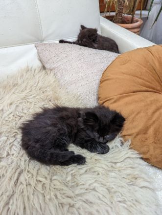 Kuschelige Main-Coon-/Perser-Mix-Kätzchen abgabebereit