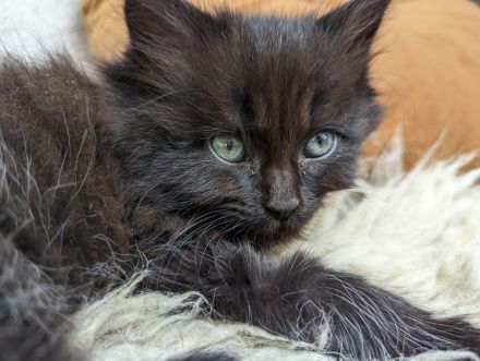 Kuschelige Main-Coon-/Perser-Mix-Kätzchen abgabebereit