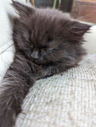 Kuschelige Main-Coon-/Perser-Mix-Kätzchen abgabebereit