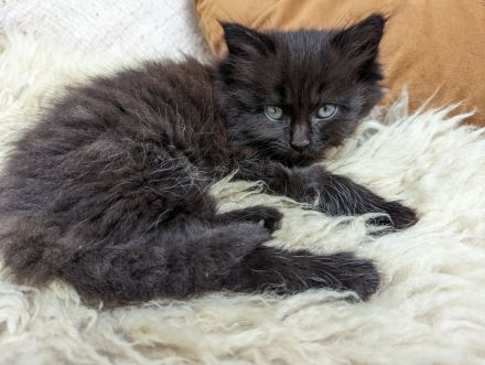 Kuschelige Main-Coon-/Perser-Mix-Kätzchen abgabebereit