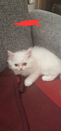 4 süße Perserbabys