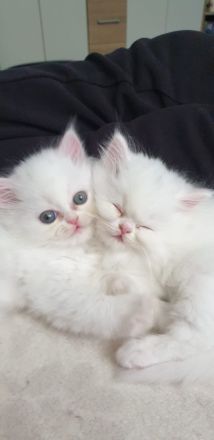 4 süße Perserbabys