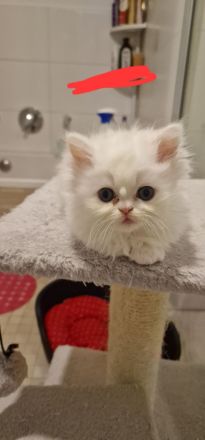 4 süße Perserbabys