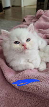 4 süße Perserbabys