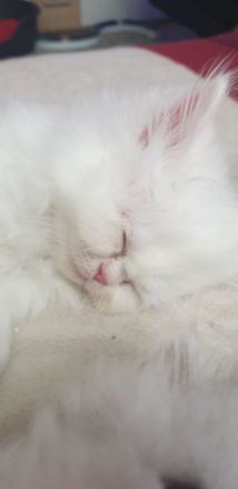 4 süße Perserbabys