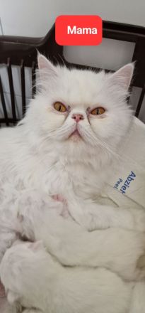 4 süße Perserbabys