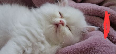 4 süße Perserbabys