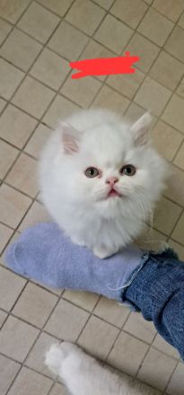 4 süße Perserbabys