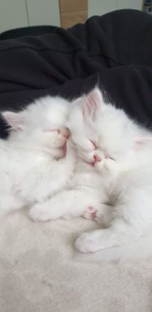 4 süße Perserbabys