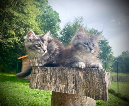 AUSZUGSBEREIT: Maine Coon Kitten in ticked suchen liebevolles Zuhause