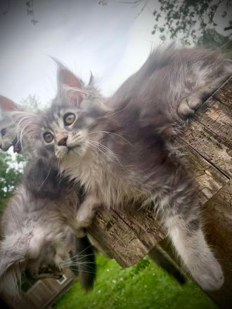 AUSZUGSBEREIT: Maine Coon Kitten in ticked suchen liebevolles Zuhause