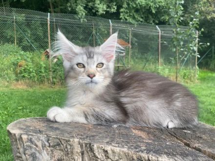 AUSZUGSBEREIT: Maine Coon Kitten in ticked suchen liebevolles Zuhause