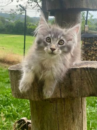 AUSZUGSBEREIT: Maine Coon Kitten in ticked suchen liebevolles Zuhause