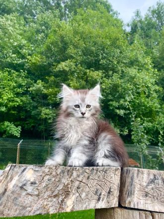 AUSZUGSBEREIT: Maine Coon Kitten in ticked suchen liebevolles Zuhause
