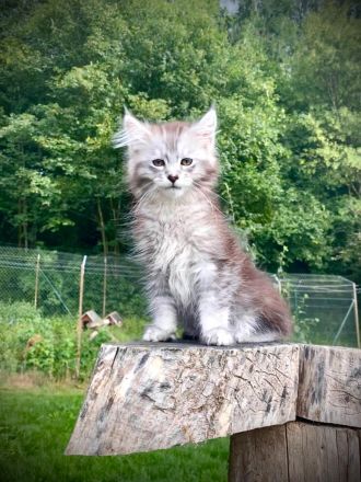 AUSZUGSBEREIT: Maine Coon Kitten in ticked suchen liebevolles Zuhause