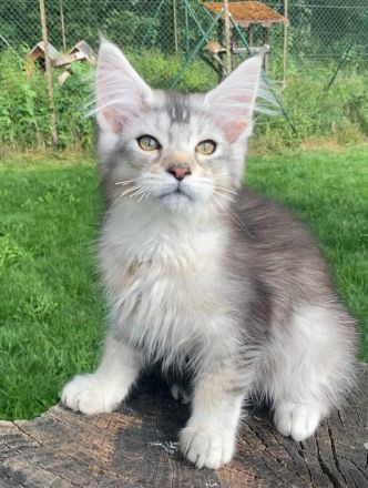 AUSZUGSBEREIT: Maine Coon Kitten in ticked suchen liebevolles Zuhause