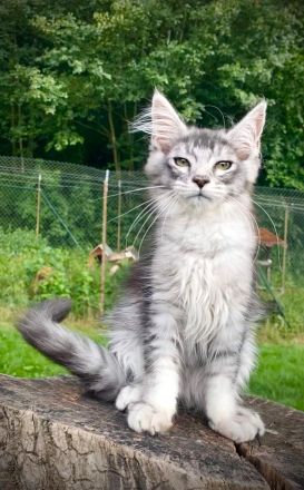 AUSZUGSBEREIT: Maine Coon Kitten in ticked suchen liebevolles Zuhause