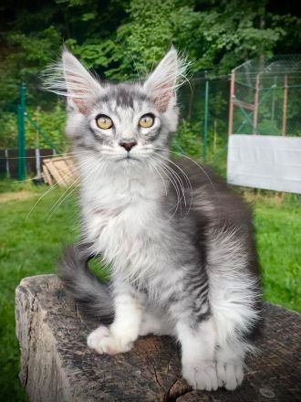 AUSZUGSBEREIT: Maine Coon Kitten in ticked suchen liebevolles Zuhause