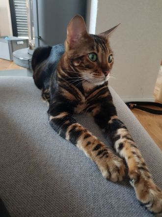 Bengalkatzen