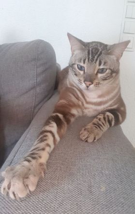 Bengalkatzen