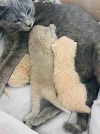 Wunderschöne Britisch Kurzhaar ( Bkh ) Kitten