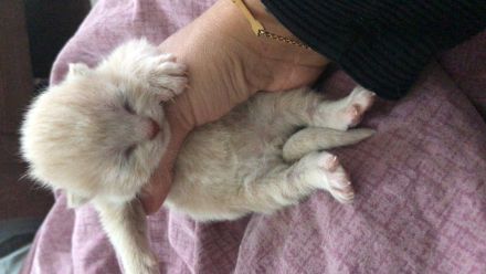 Wunderschöne Britisch Kurzhaar ( Bkh ) Kitten