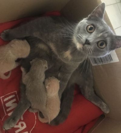 Wunderschöne Britisch Kurzhaar ( Bkh ) Kitten