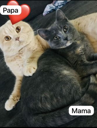 Wunderschöne Britisch Kurzhaar ( Bkh ) Kitten