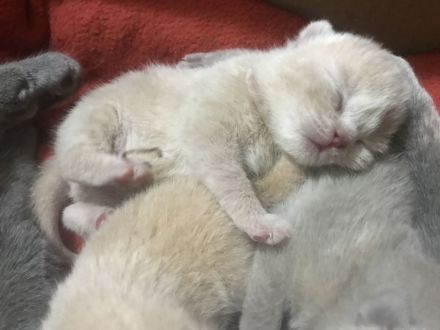 Wunderschöne Britisch Kurzhaar ( Bkh ) Kitten