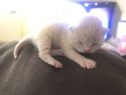 Wunderschöne Britisch Kurzhaar ( Bkh ) Kitten